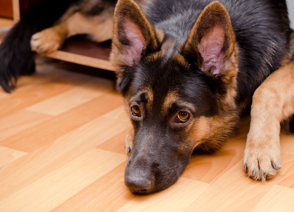 8 Best Dog Crates for German Shepherds in 2026 - Reviews & Top Picks