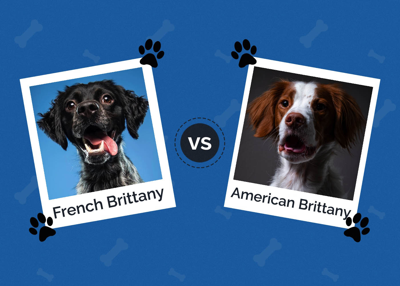 French Brittany vs American Brittany: The Differences (With Pictures)