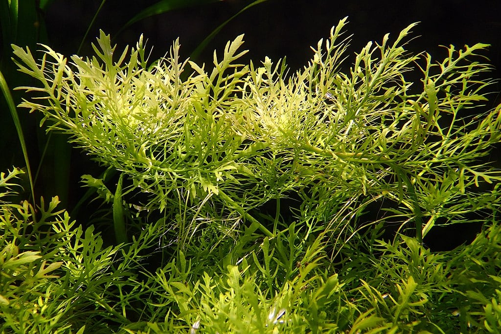 Water Wisteria (Hygrophila difformis): Plant Care, Growing & Propagation