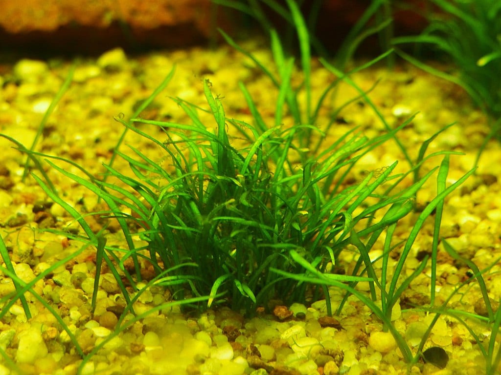 Pygmy Chain Sword: How to Plant & Grow (Complete Care Guide)
