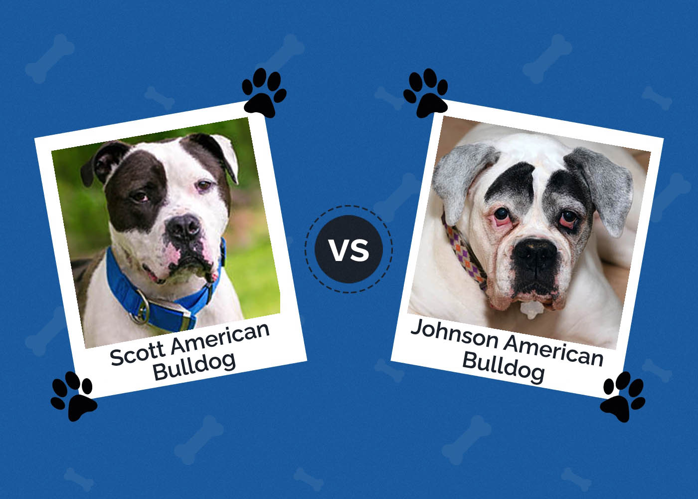 Scott vs Johnson American Bulldog: What’s the Difference?