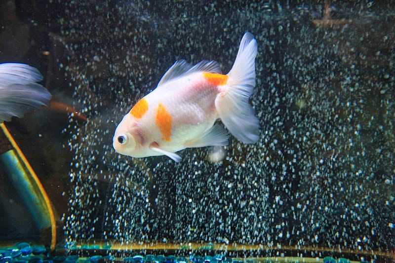 Izumo Nankin Goldfish: Pictures, Size, Care, Tank Setup, & More