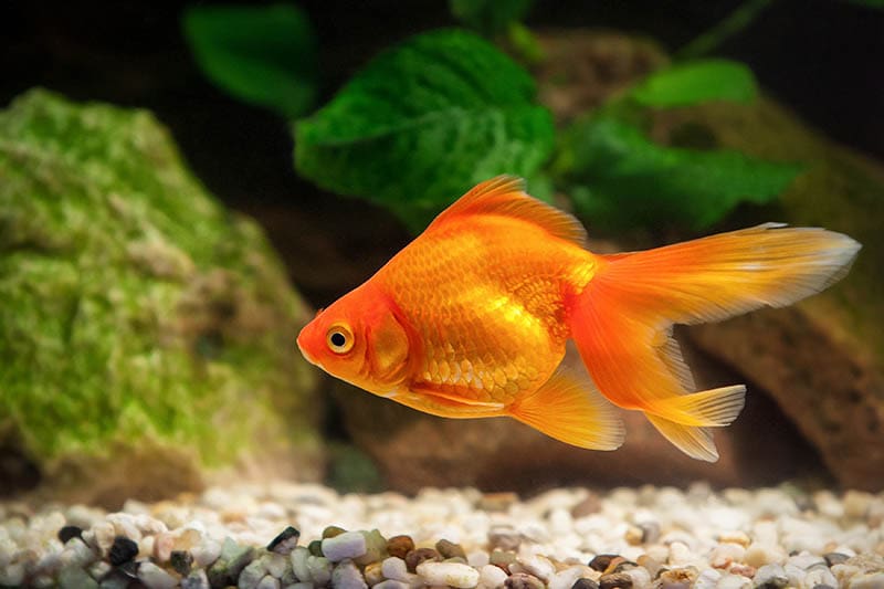 How to Quarantine New Fish Properly: 4 Steps (Vet Answer)