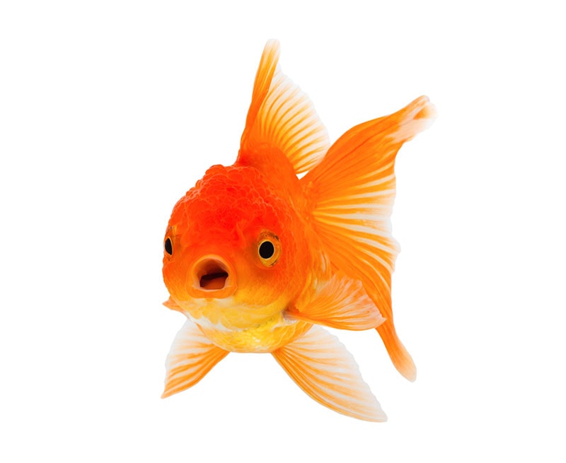 Ideal Water Parameters for Goldfish: 5 Vet-Approved Measurements