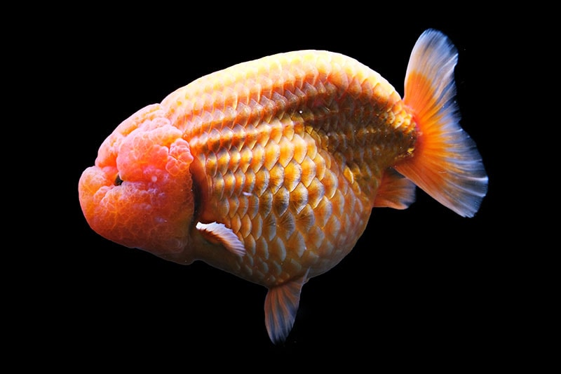 Lionchu Goldfish: Pictures, Size, Care, Tank Setup & More