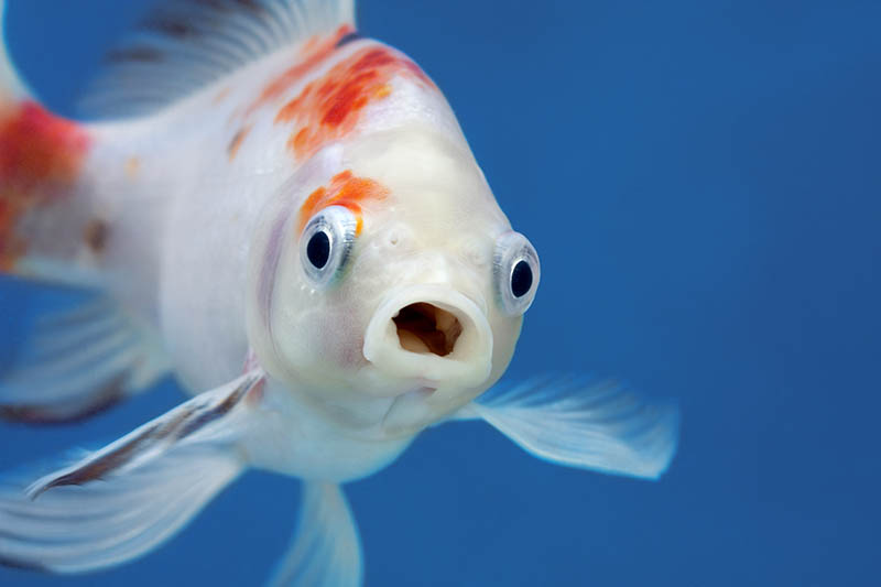 Can Goldfish Live in Brackish Water? Facts & FAQ