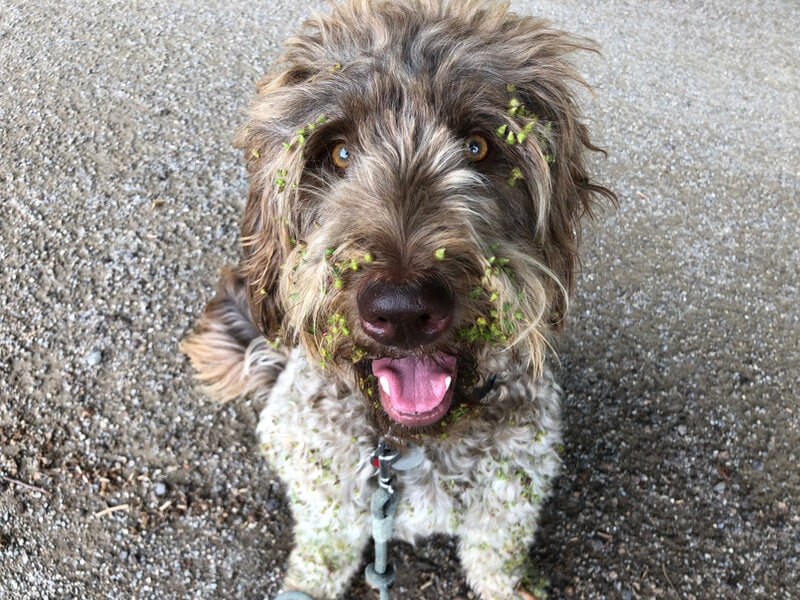 How to Remove Burrs From Your Dog’s Fur - 7 Simple Steps