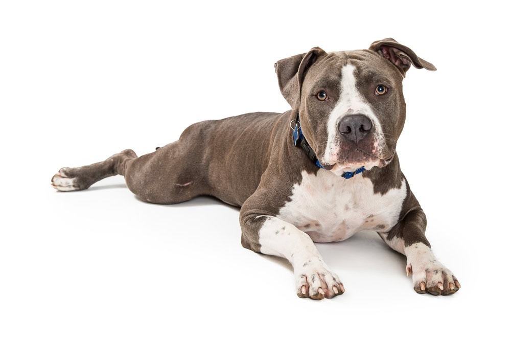 Why Is My Dog Leaking Urine When Lying Down? Canine Biology Explained