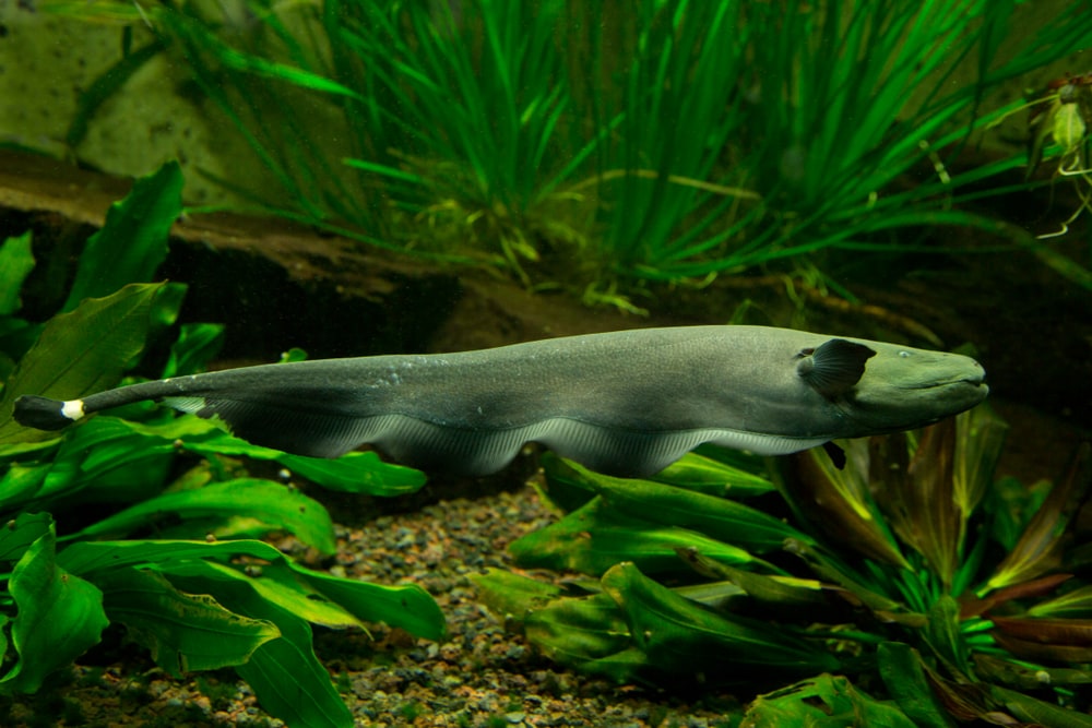 Black Ghost Knifefish: Care Guide, Behavior & FAQs