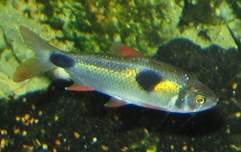 Bucktooth Tetra: Info, Pictures, Care & Vet-Approved Tank Setup Tips