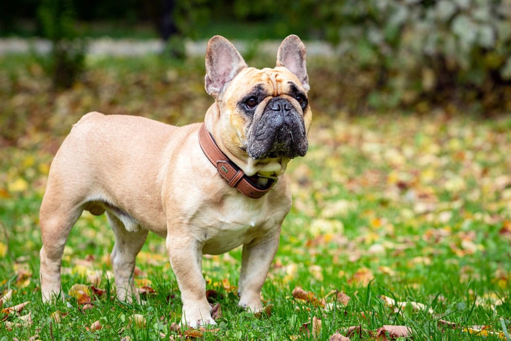 14 Different Types of French Bulldogs: Guide (With Info & Pictures)