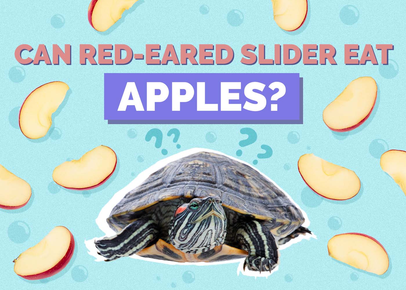 Can Red-Eared Sliders Eat Apples? Vet Approved Facts & FAQ