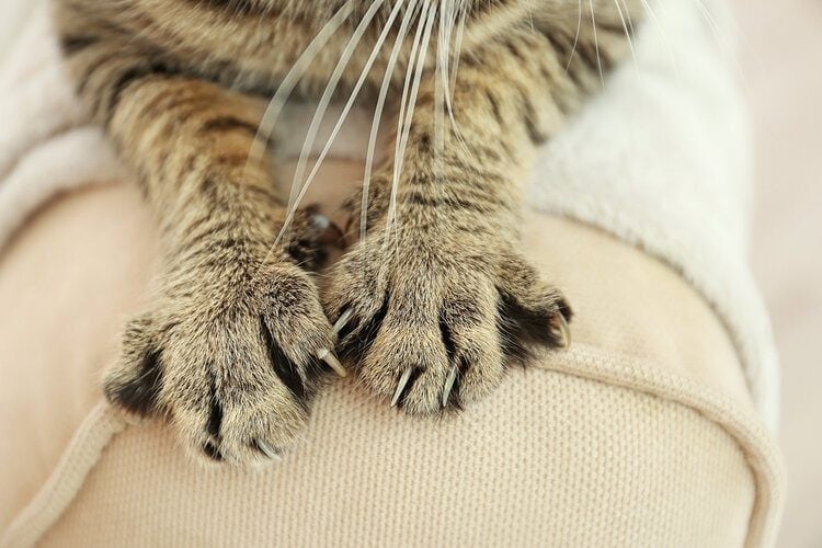 Do All Cats Have Retractable Claws? Vet-Approved Feline Anatomy Explanation