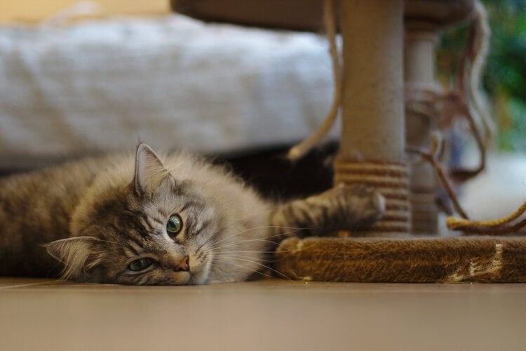 10 Easy Ways to Get Your Cat to Use a Scratching Post