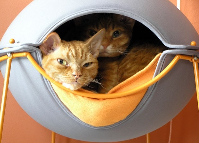 Catthink.com Is Now a Part of Hepper
