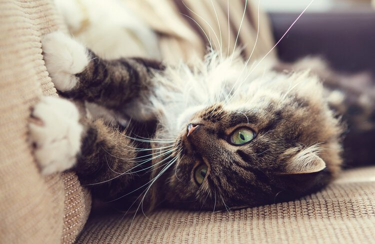 5 Common Behavior Problems in Cats: Advice & Facts