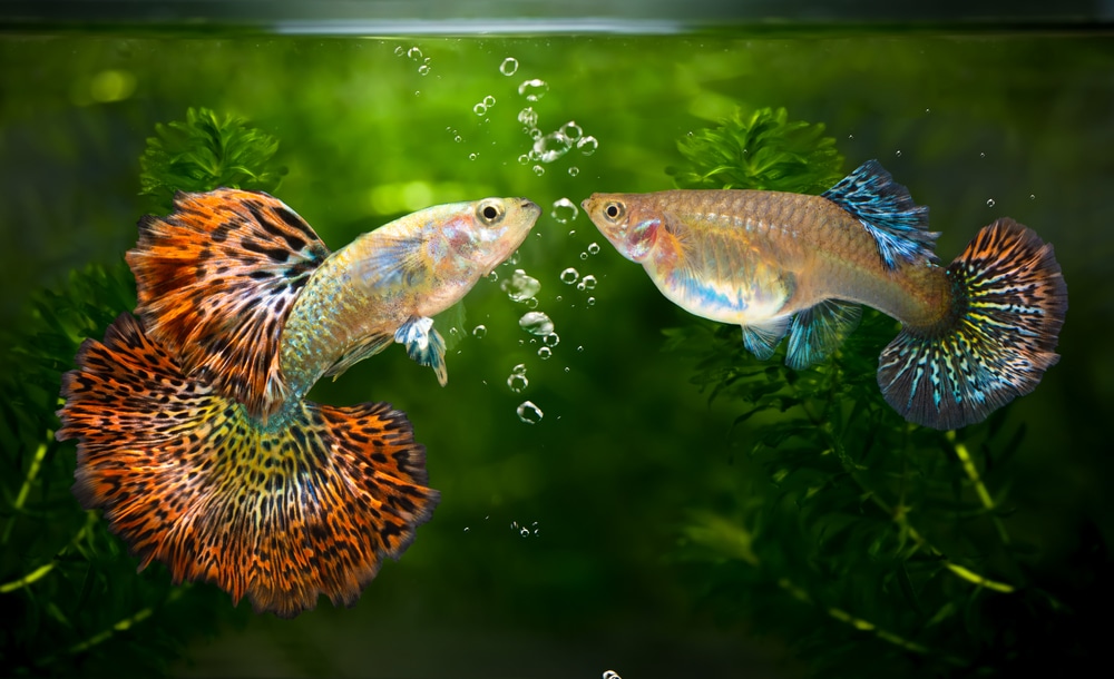 How Long Does It Take For Baby Guppies to Grow? Our Vet Answers (With Pictures)
