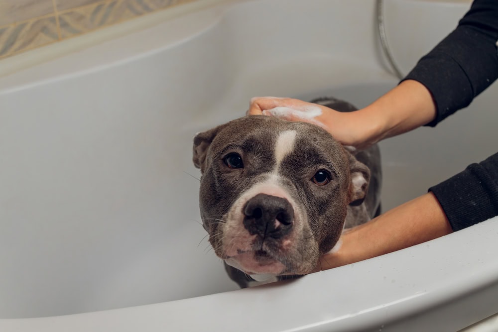 Pitbull getting a bath 