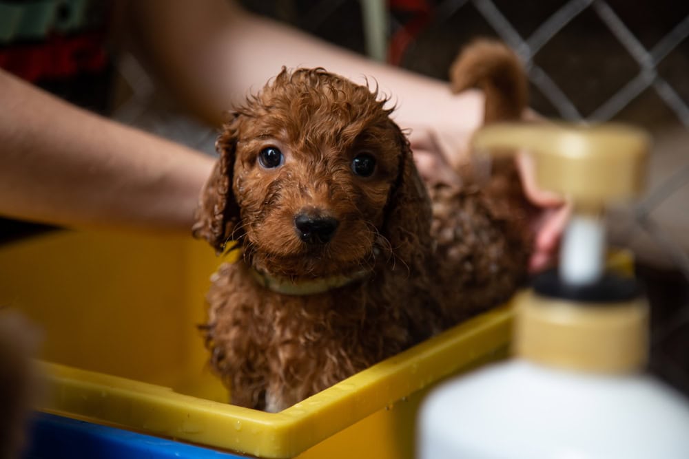 poodle puppy bath time