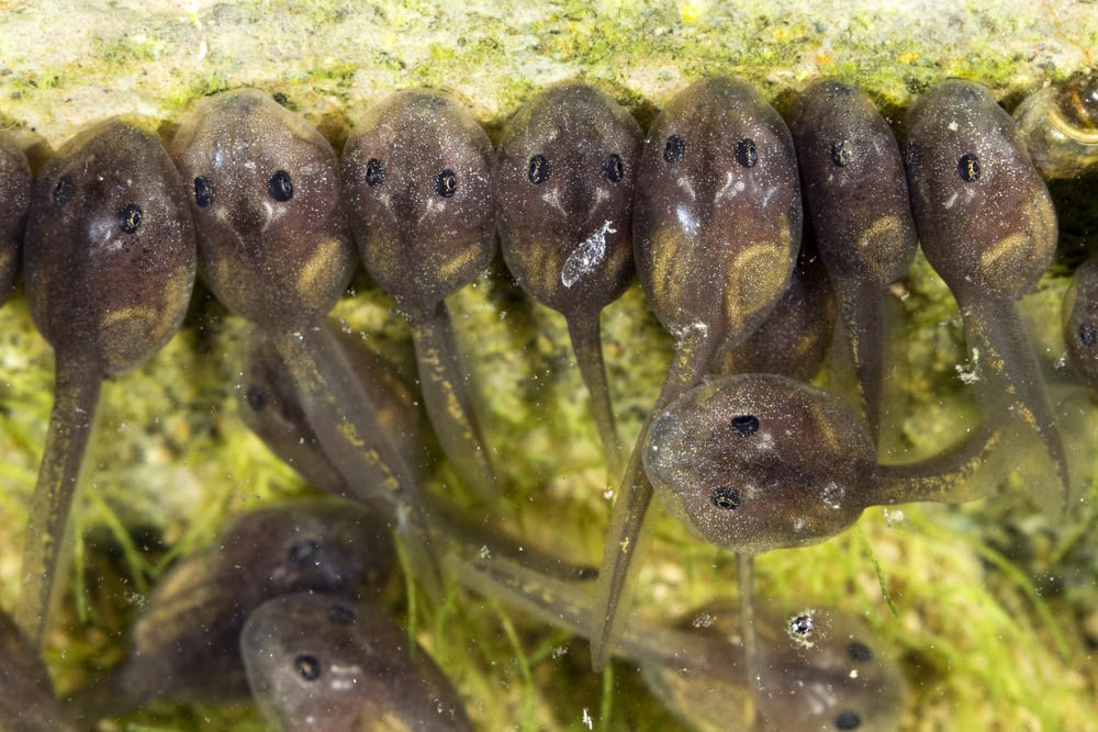 Can I Put Tadpoles in My Fish Tank? Our Vet Provides Information & Answers