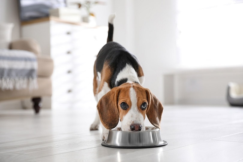 Can Puppies Eat Adult Dog Food? Vet-Verified Facts & Tips