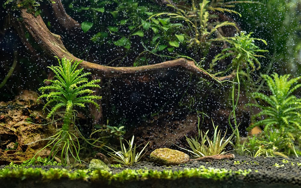 How to Aerate Water Without an Air Pump: Our Vet Explains