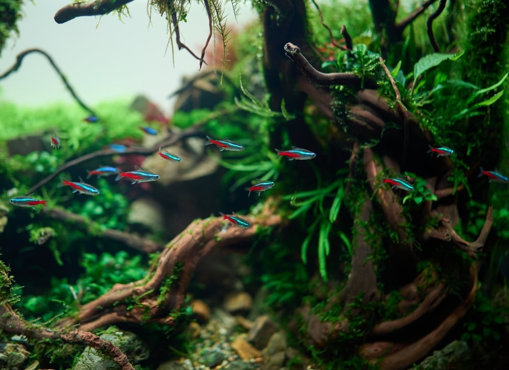 How Many Neon Tetras in a 10-Gallon Tank? Our Vet Answers