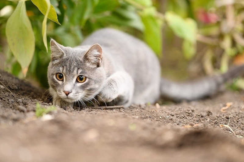 Why Is My Cat Pouncing? Breakdown of Feline Body Language