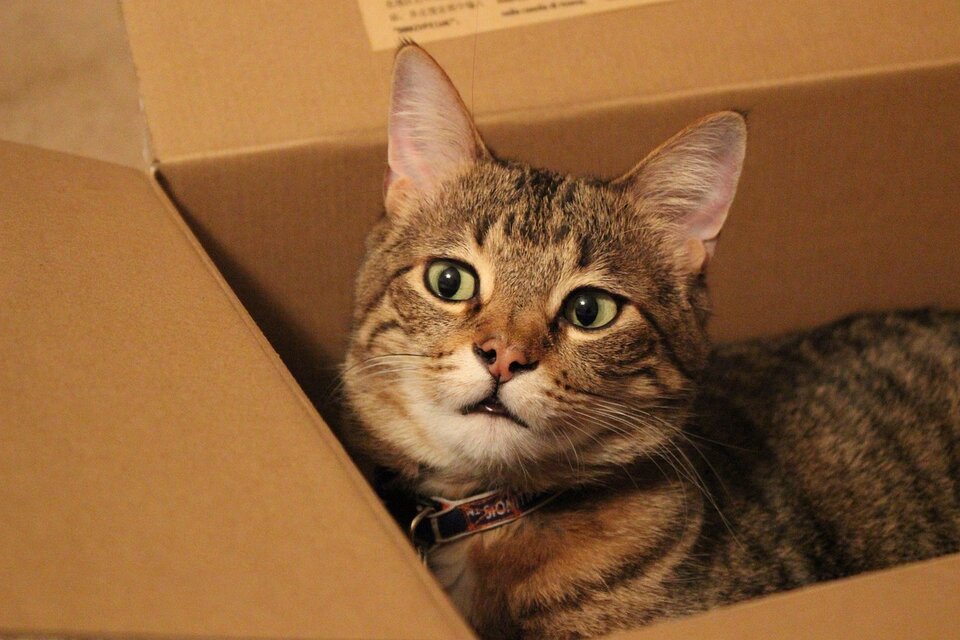 cat in moving box