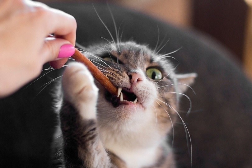 7 Best Cat Treats - 2026 Reviews & Buyers Guide