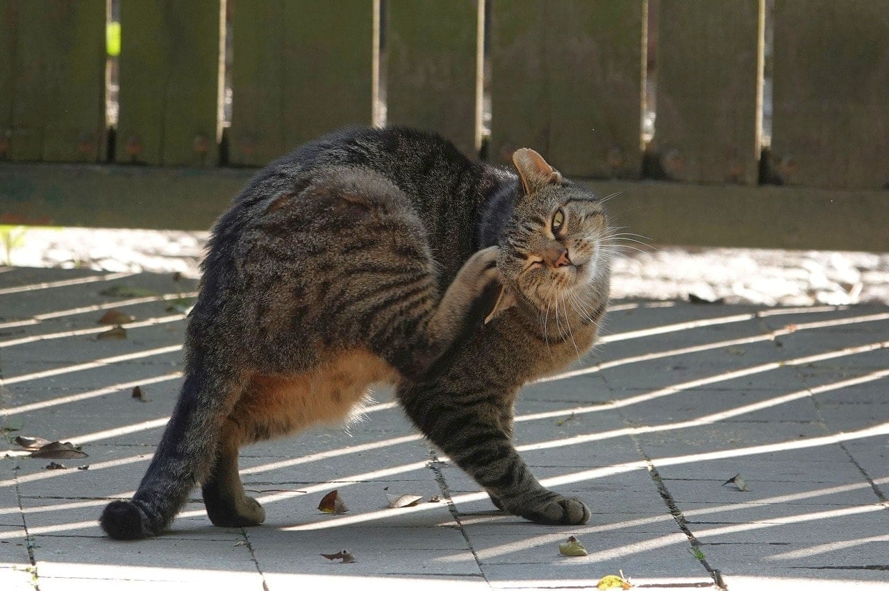 How to Eliminate & Prevent Fleas on Cats: 9 Vet-Approved Methods