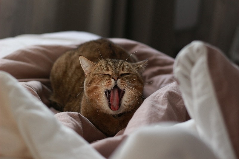 cat yawning