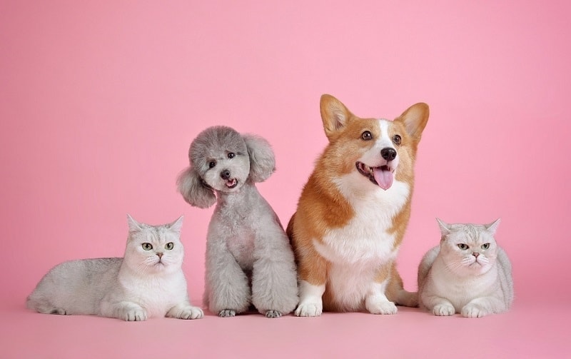 Are You a Cat Person or a Dog Person? Differences in Personality
