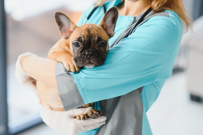 How Long Does It Take a Dog to Recover From Being Neutered? Vet-Reviewed Facts & Care Tips