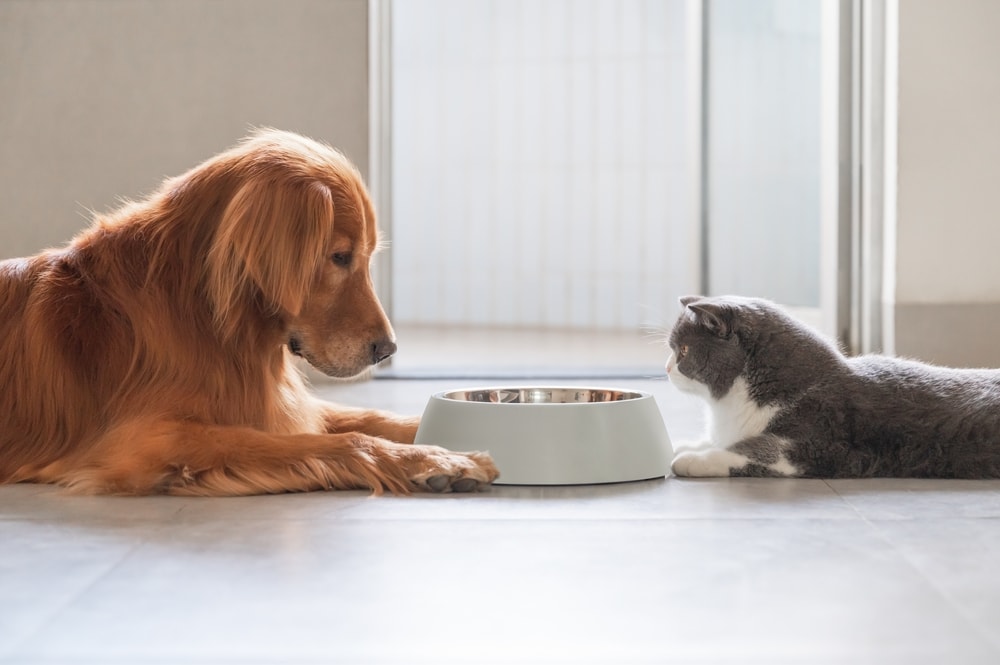 What's The Best Material For Pet Bowls? Safest & Healthiest Options