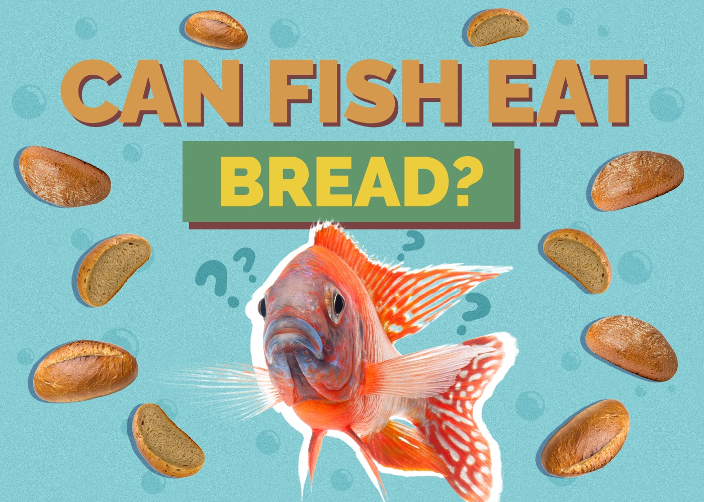 Can Fish Eat Bread? Is It Good or Bad for Them? Health & Safety Facts