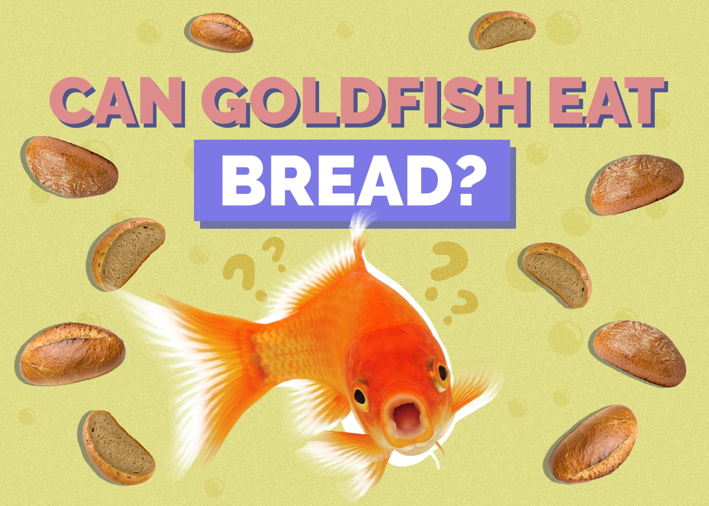Can Goldfish Eat Bread? Health Effects & Food Substitutes