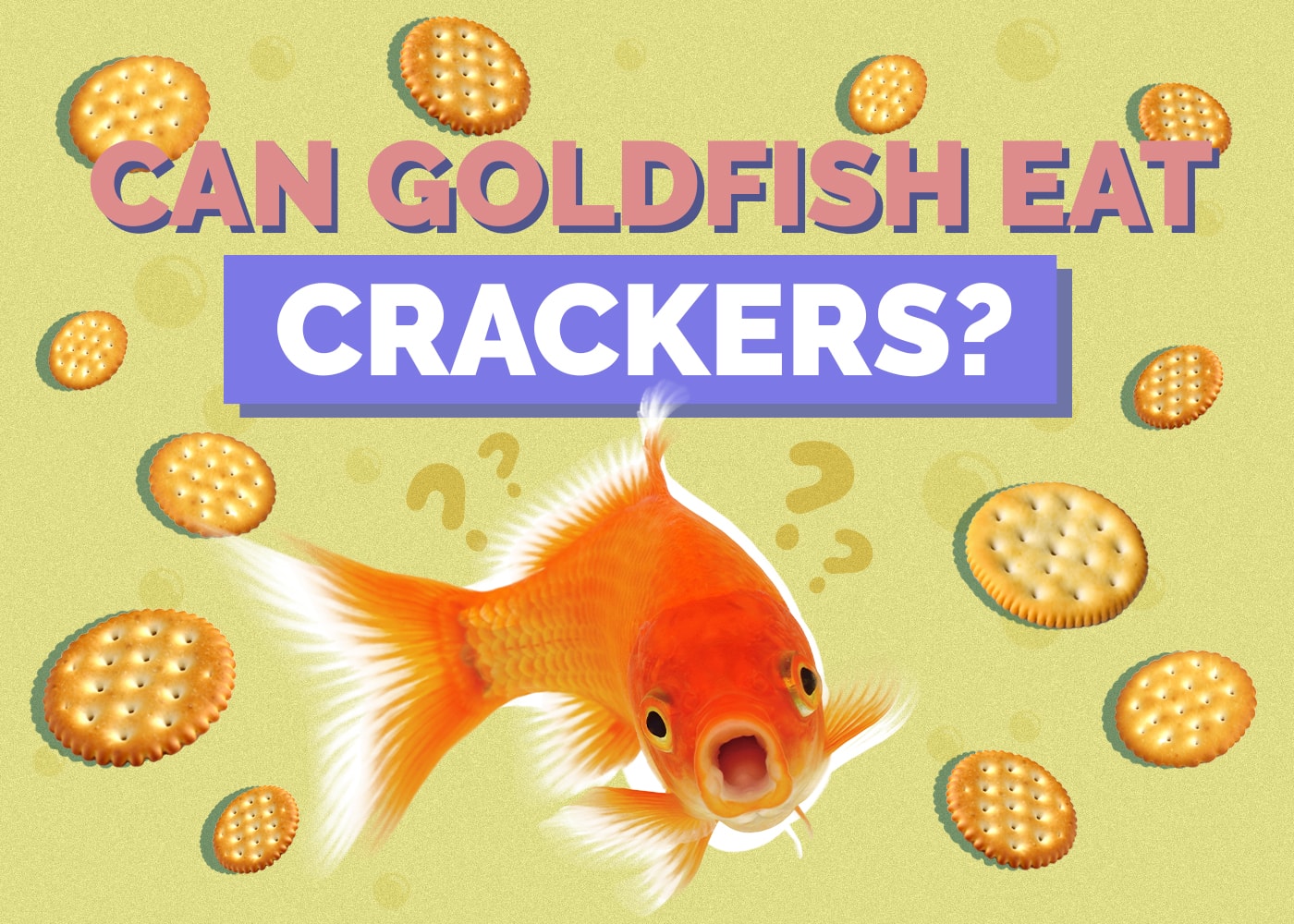 Can Goldfish Eat Crackers? Substitutes & FAQs