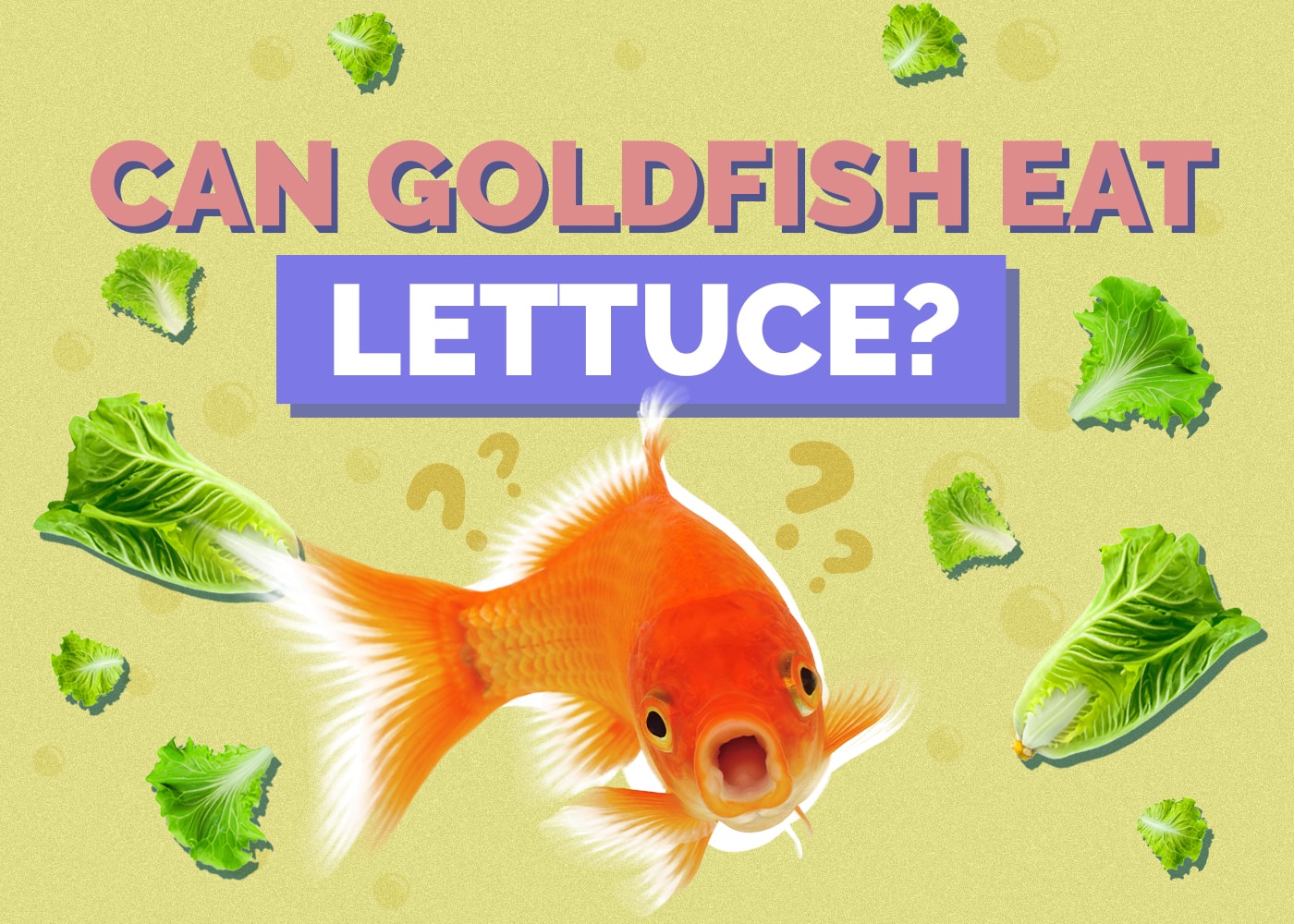 Can Goldfish Eat Lettuce? Different Types & FAQs