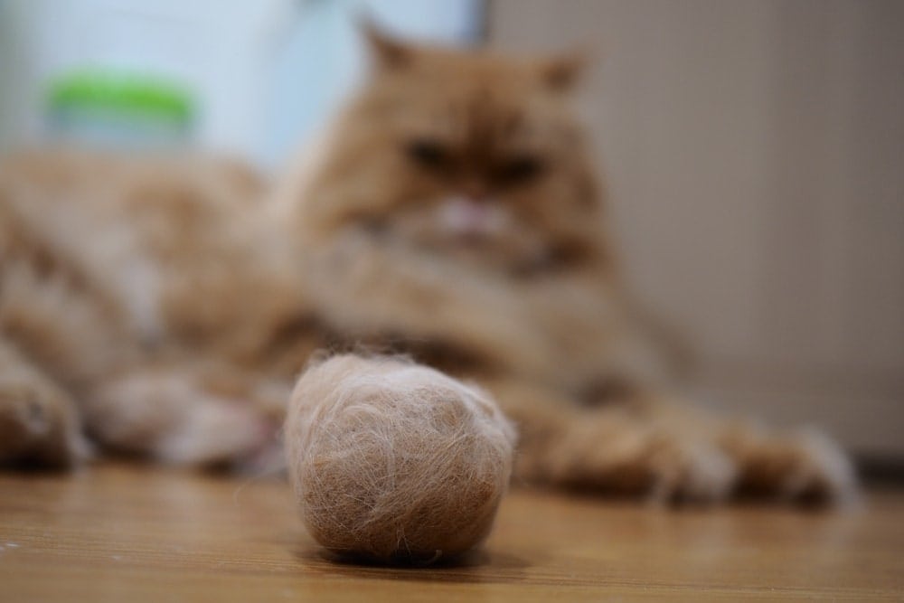 How to Help a Cat Pass a Hairball: 4 Vet Approved Tips