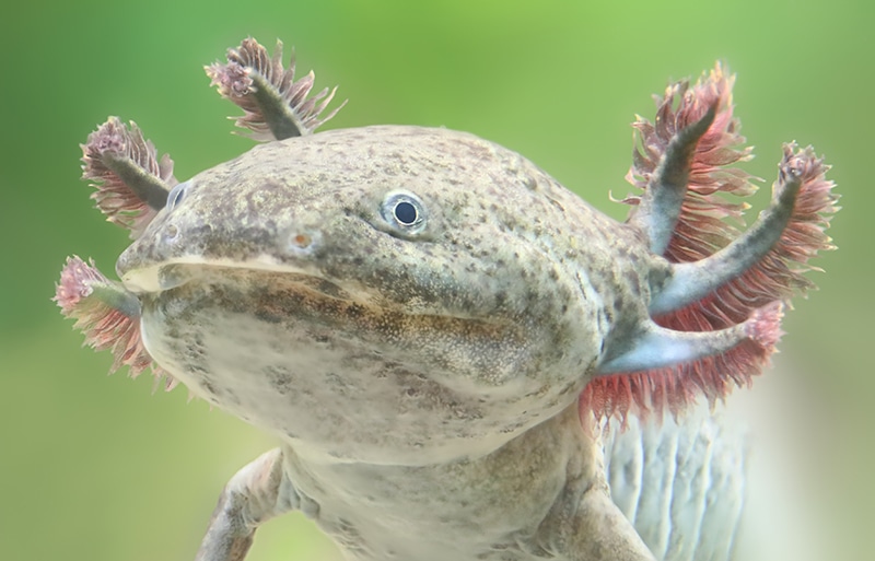 Why Is My Axolotl Shedding? 7 Reasons Why & What to Do