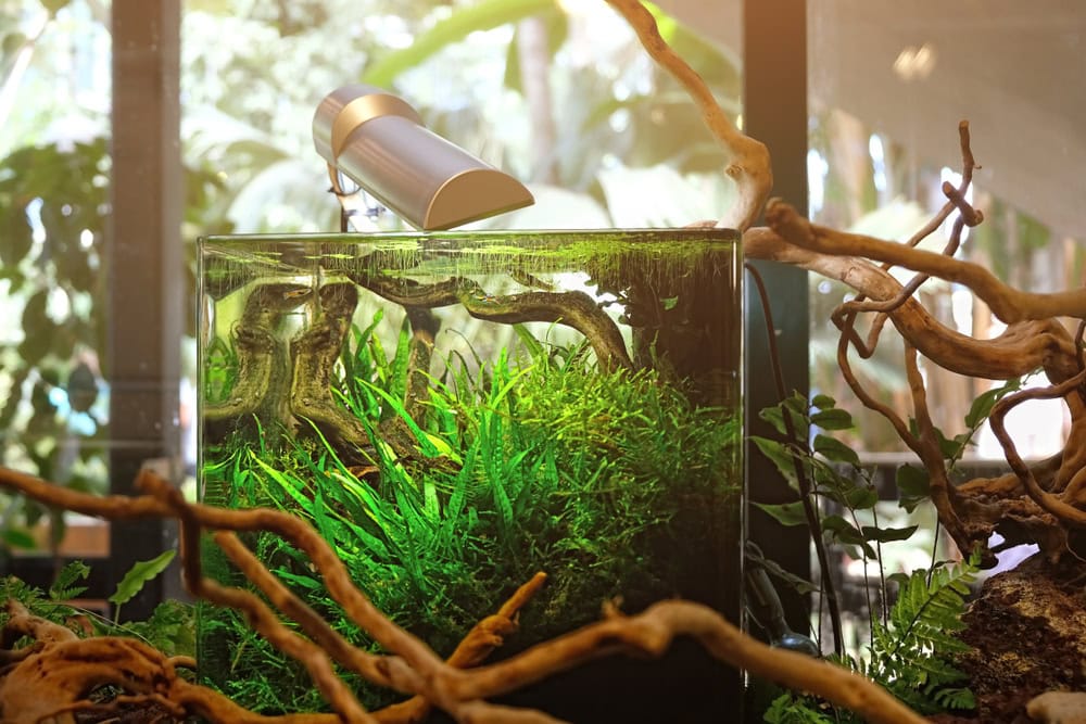 Best 5-Gallon Rimless Aquariums in 2026 - Reviews & Top Picks