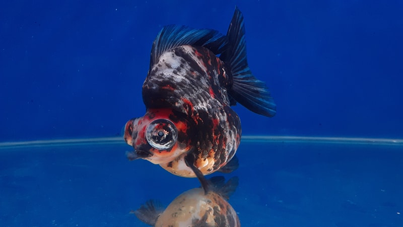 oranda goldfish swimming alone at the bottom of the tank