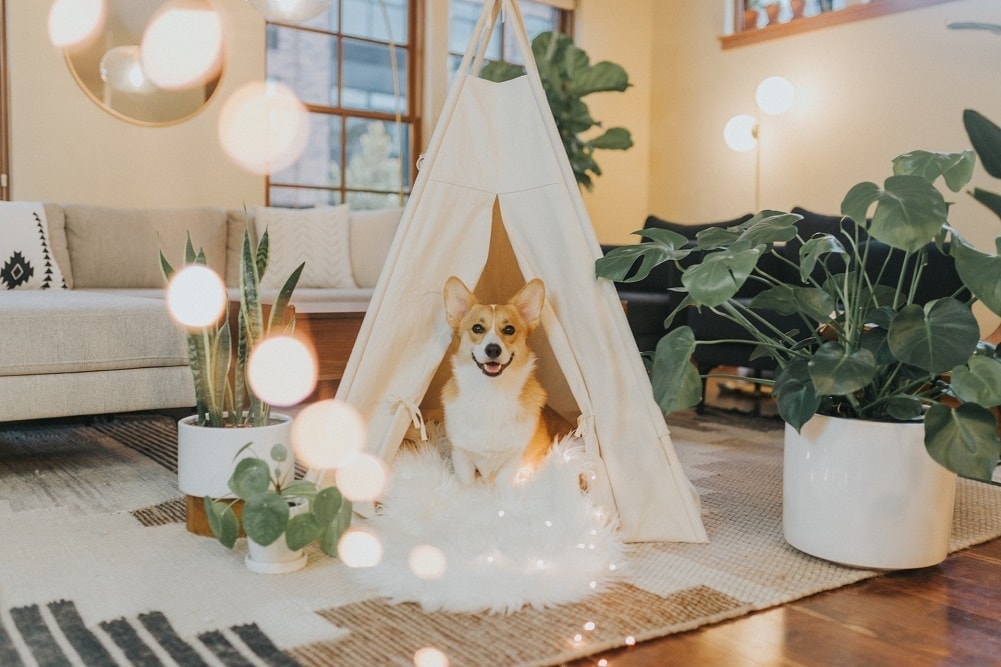 13 Pet-Friendly Home Décor Ideas You Will Love