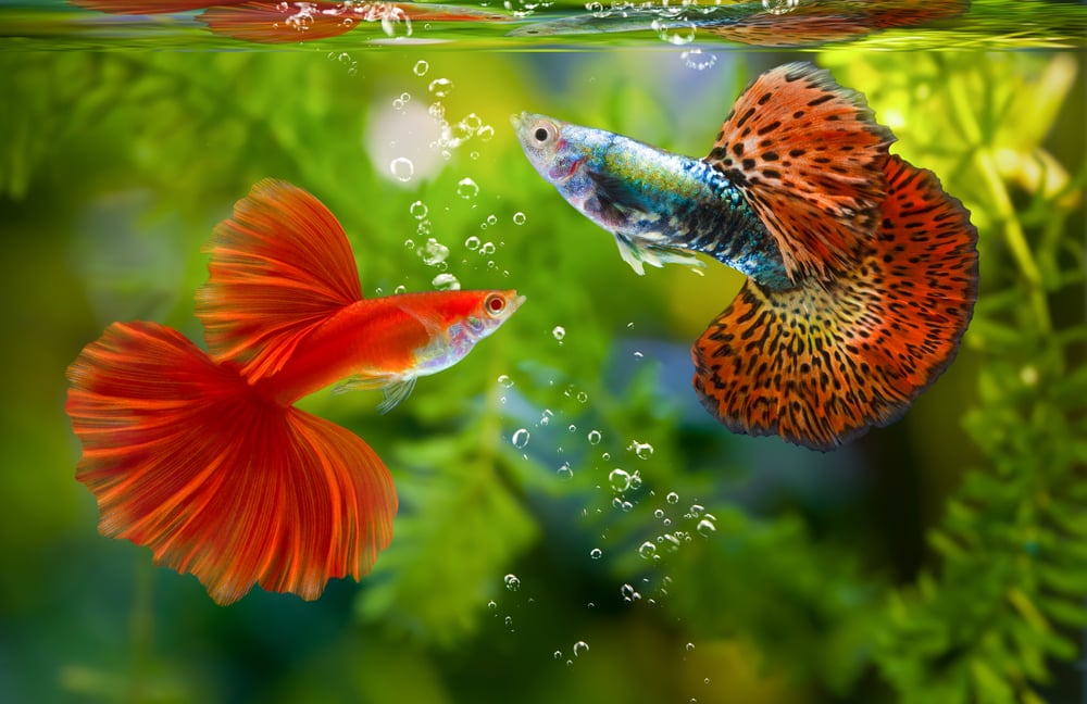 How Many Guppies In a 5 Gallon Tank? Vet Approved Facts & FAQ