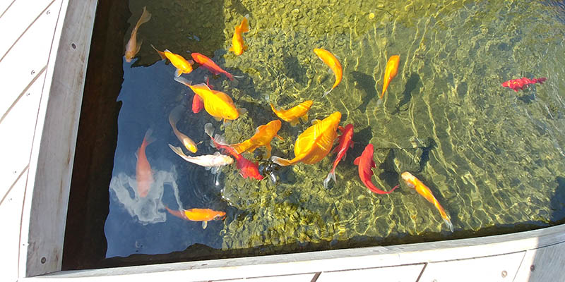 How to Tell If a Goldfish Is Pregnant: 6 Signs