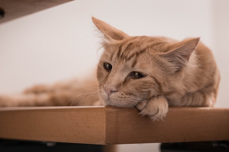 How Does a Cat Show Sadness? Vet-Approved Signs & Behavior Explained