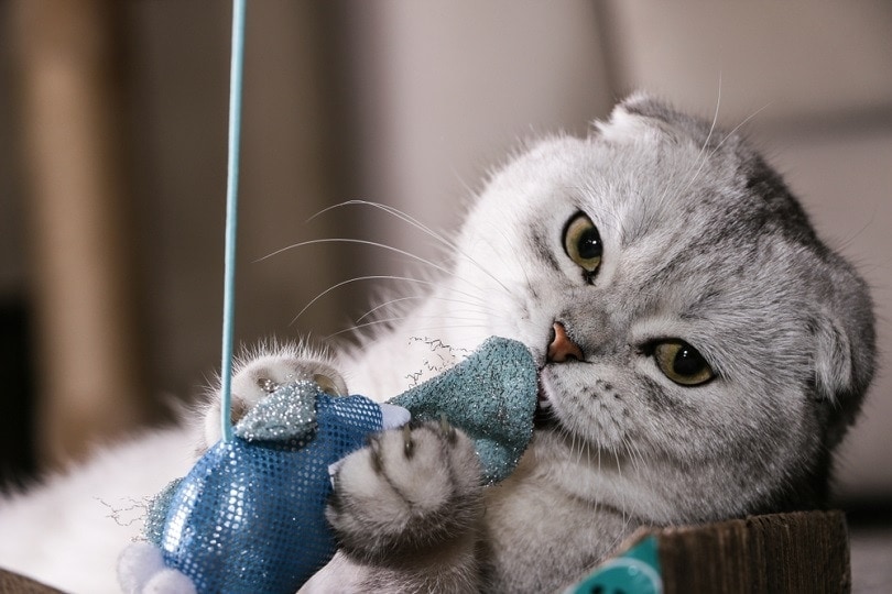 10 Best Cat Toys for Exercising Your Cat in 2026 – Reviews & Top Picks