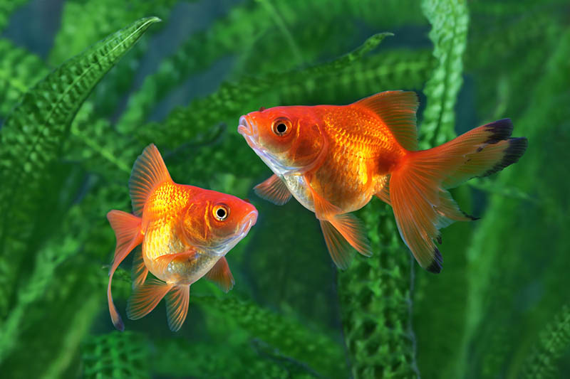 Do Goldfish Eat Each Other or Other Fish? Temperament & Habits Explained