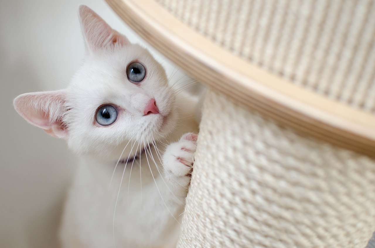 What's the Best Material for a Cat Scratching Post? 4 Types & FAQ